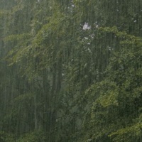 Observing - Single - Mariniwa