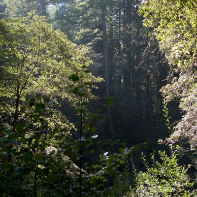 Inthewoods - Single