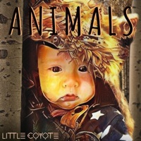 Animals - Single - Little Coyote