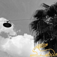 Palm Trees - Single - Øverdrive