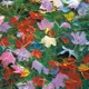 Leaves Vol 2