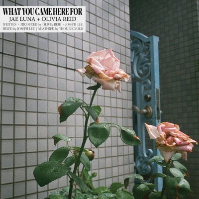 What You Came Here For - Single