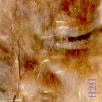 Homage to Humanity - Single - Walca