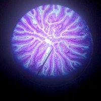 CourtHouse (feat. Lilmikey) - Single - AceEmOutt