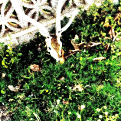 SOUNDS FROM THE BACKYOD