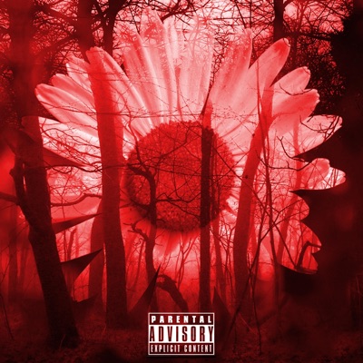 HOA CÚC ((Slowed)) - Single