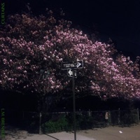 Curtains - Single - L.M. Brenner