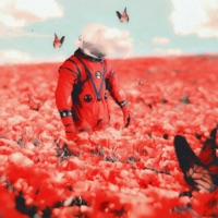 Indépendance - D Gringo