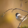 Willow Warbler Blackbird Relaxing Sound For Restful Sleep and Meditation - Bird Sounds, Soothing Sounds & Mother Nature FX