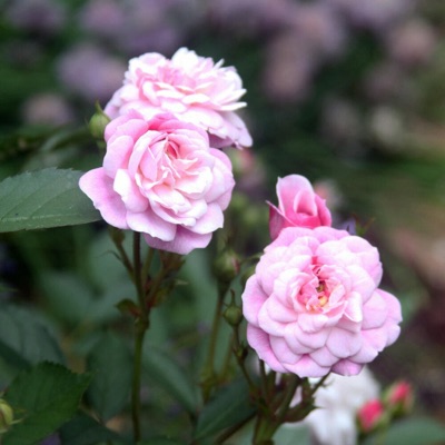 Pretty Typa Girl <3 (feat. mannyily) - Single