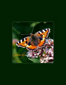 Poslechněte si interpreta Sjælens Tone, sledujte hudební videa, přečtěte si životopis, podívejte se na data turné a další informace.