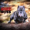 Sauces Boss - Single