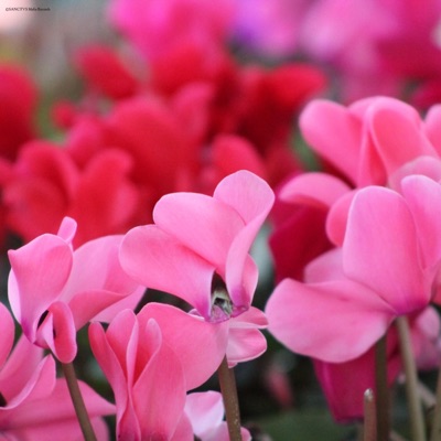 Classical Remixes 2nd Edition