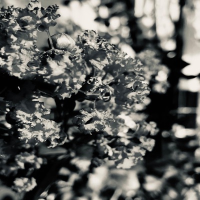 CHANGE IN THE RAIN - Single