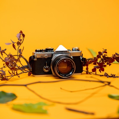 Forest Bloom (feat. Khai Zhen) - Single