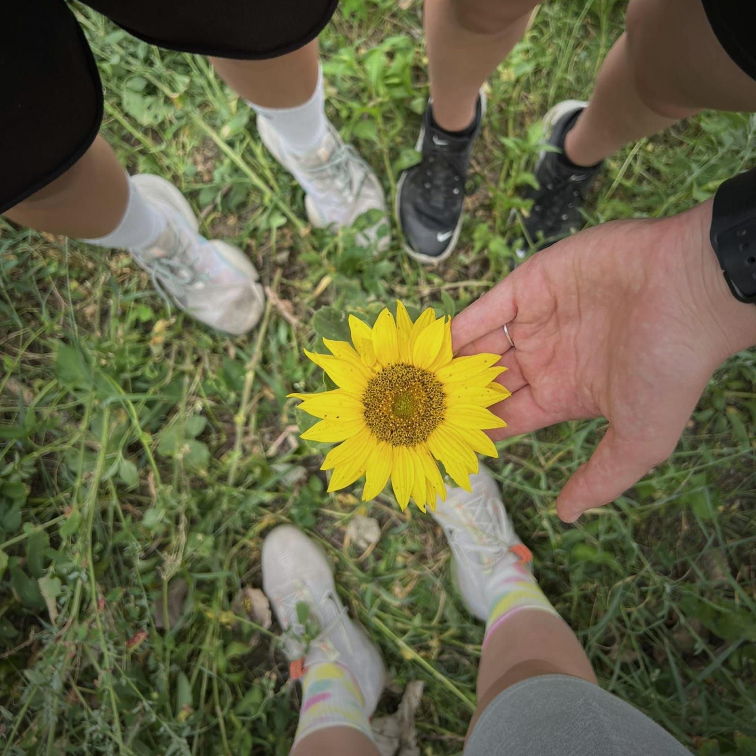 Sunflowers - Single