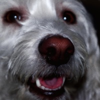 Dogs - Single - jaylen. & ohsobrkn