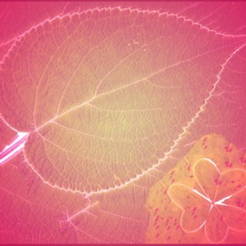 Seek the World Richard Houghten & Gemp