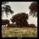 Fireflies Single