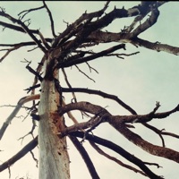 Skips & Rings (feat. Luke Steele) - Single - Crane Like the Bird