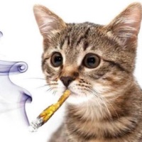 Fall At the Same Time (Cover) - Single - fall