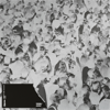 Out of Focus (feat. Zoot Woman) [Âme Remix] - Solomun