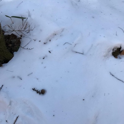 Snow - Single
