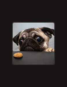 Walldahl을(를) 듣고, 뮤직 비디오를 보고, 약력을 읽고, 투어 일정 등을 확인하세요!