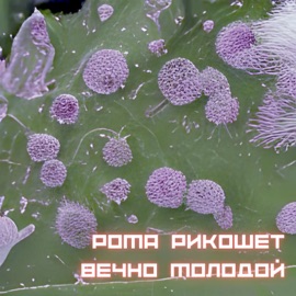 F.T.P. Рома Рикошет