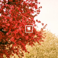 Rosebud (2017) - Single - Autumn Keys