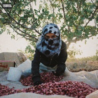 El Shams - Single - Molotof & The Synaptik