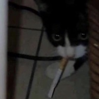 smokingmylungzout - Single - zarki!