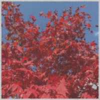 Fall Breeze - Single - Dyelo think