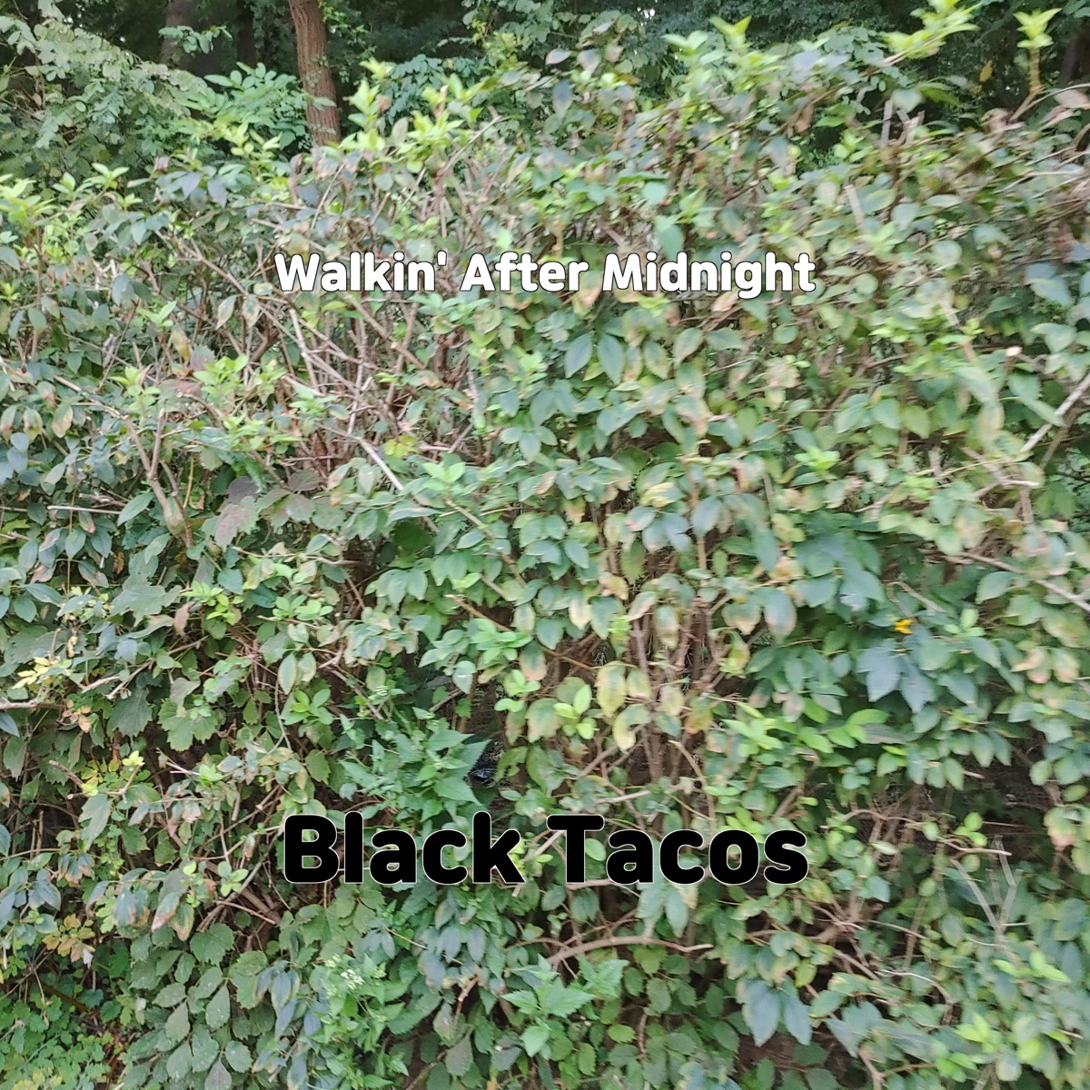 Don't Bring Lulu - Single — álbum de Black Tacos — Apple Music