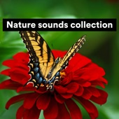 Nature Sounds Collection, Pt. 1 artwork