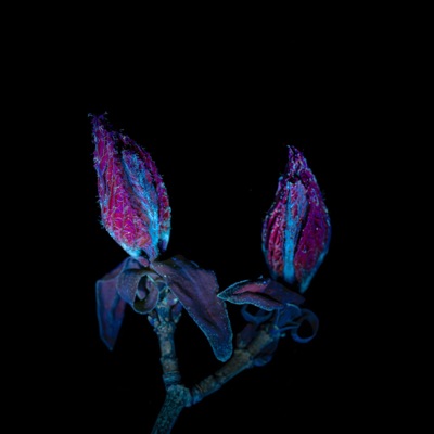 Shade (feat. Filoo) - Single