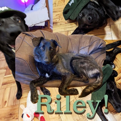 Riley! (feat. Kendall ! & Lakegrovestation) - Single
