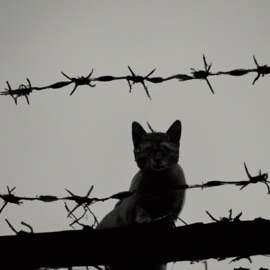 Запросто так SP4K & TXPA