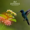 Bird Sounds For Sleep and Relaxation - EP