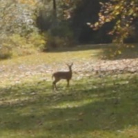 Flowers - Single - Jack Cornball