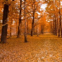 Calm Homes - Single - Relaxing Piano Music