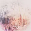 Asleep on a Faded Moss Patch (Sleep Mix)