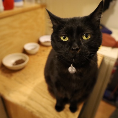 Confirmation Bias - Single