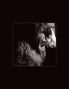 Killbody Tuning सुनें, म्यूज़िक वीडियो देखें, बायो पढ़ें, दौरे की तारीखें और बहुत कुछ देखें!