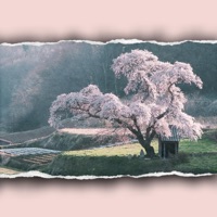 Blossom - Single - kyle'sinferno