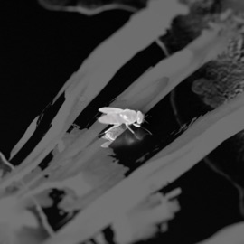 מטמורפוזיס - אינטרו בעל זבוב