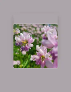 收听 Purple Reverb、观看音乐视频、阅读小传、查看巡演日期等 ！