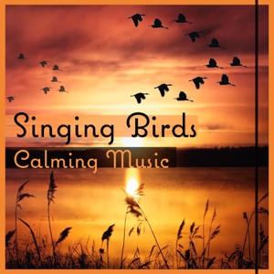 Singing Birds – Calming Music: Relaxation & Meditation, Sound of Nature for Soul, Body & Mind, Healing Massage & Deep Sleep