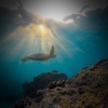 Calm Underwater Sound for Meditation and Spa - Single