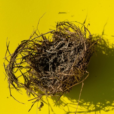 out the nest - EP